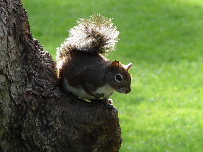 Perched Squirrel