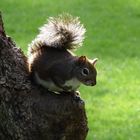 Perched Squirrel