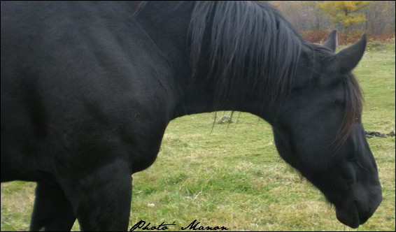 Percheron