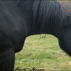 Percheron