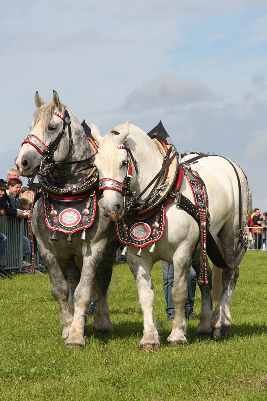 Percheron