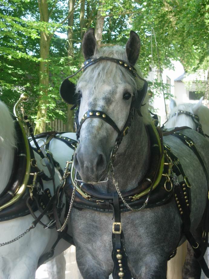 Percheron