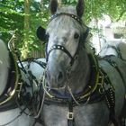 Percheron