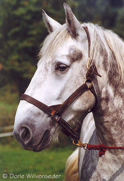 Percheron