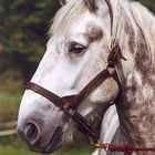 Percheron