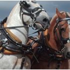 Percheron [Blanc] et trait belge [alezan]