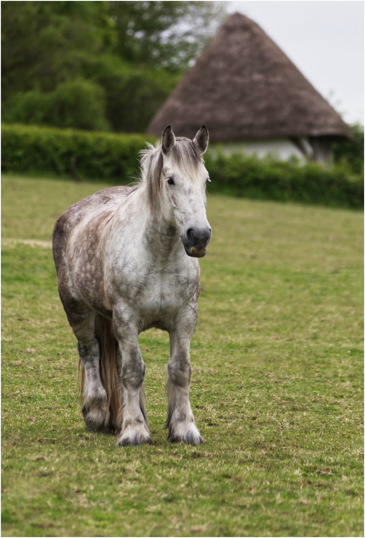 Percheron Draft Horse