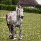 Percheron Draft Horse