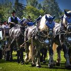 Percheron-Gespann am Schönauer Rosstag 2013