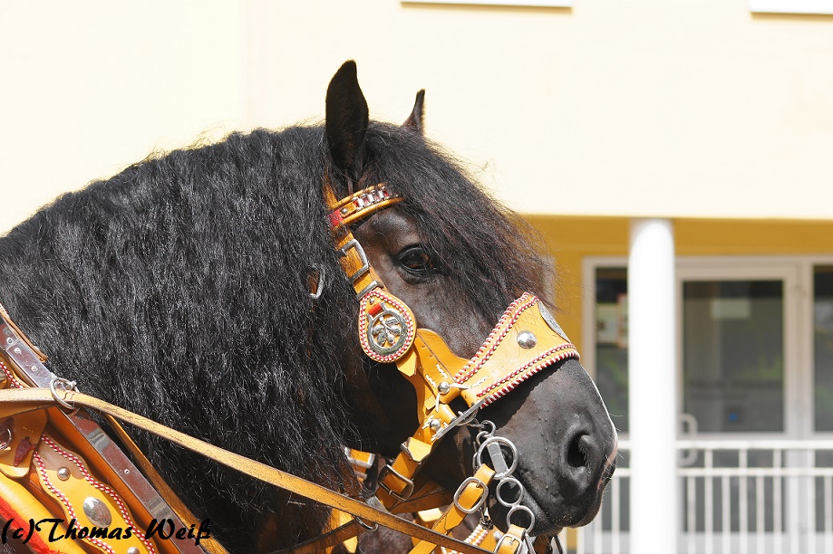 Percheron Hengst