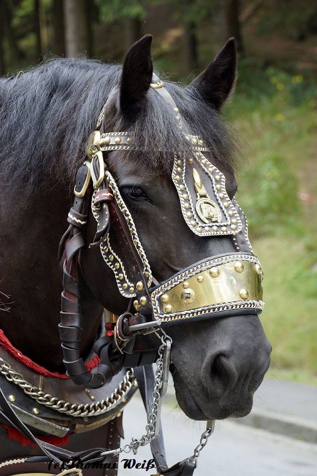 Percheron-Hengst