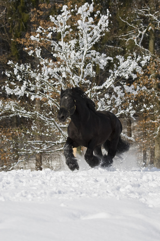 Percheron im Schnee