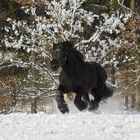 Percheron im Schnee