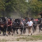 Percheron-Power