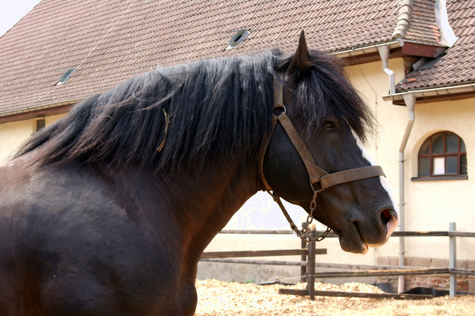 Percheronhengst