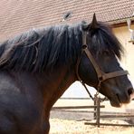 Percheronhengst