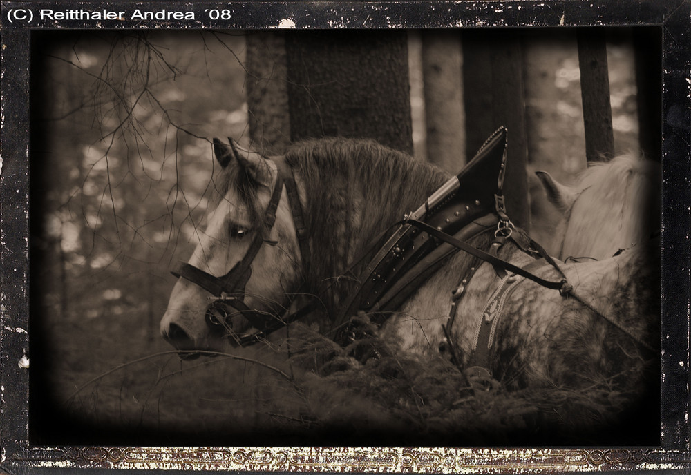 Percheronhengst "Pablo"