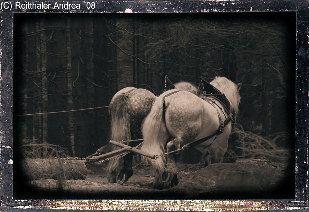 Percheronhengste "Pablo" und "Lasso"