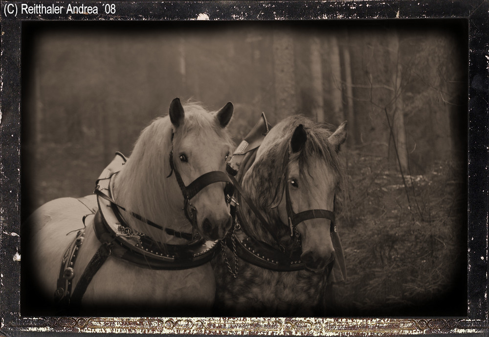 Percheronhengste "Pablo" und "Lasso" - Nr. 2