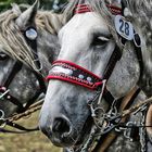 Percherons