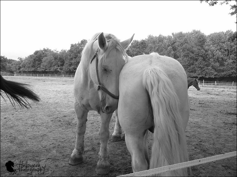 Percherons