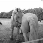 Percherons