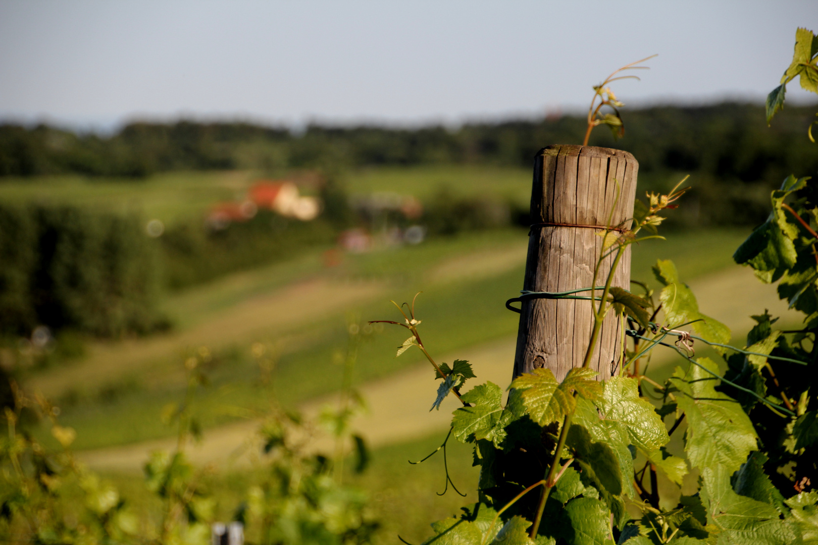 Perchtoldsdorfer Weinberge