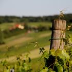 Perchtoldsdorfer Weinberge