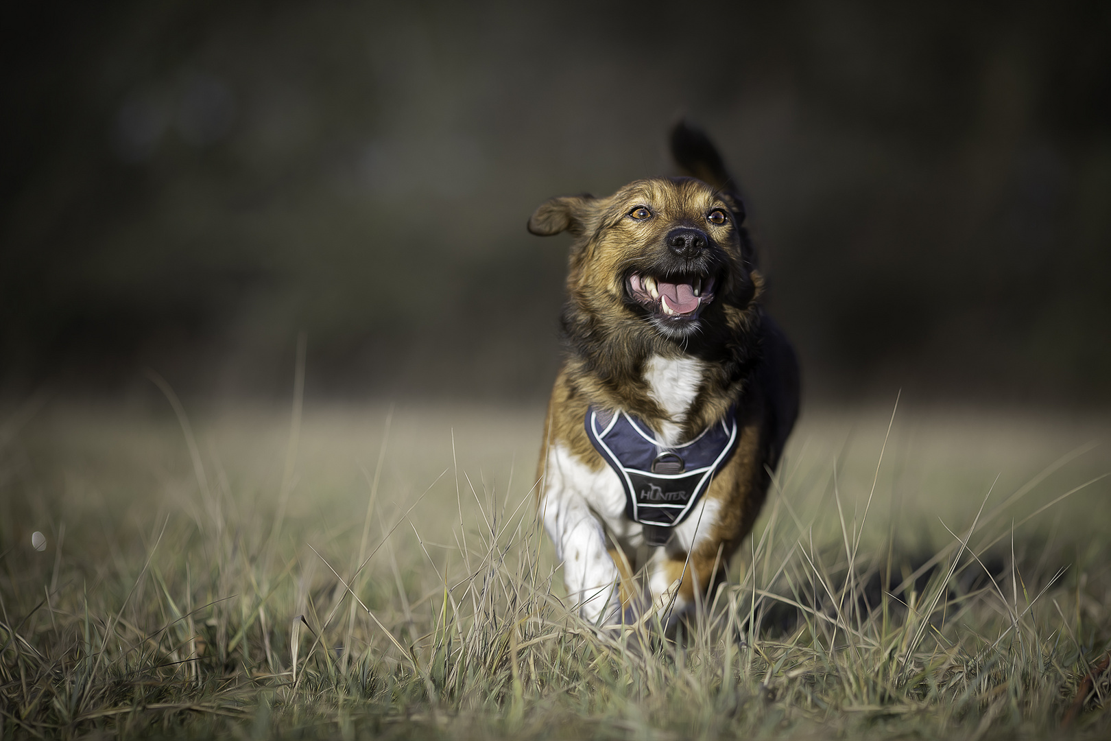 Percy Foto & Bild licht, hund, natur Bilder auf