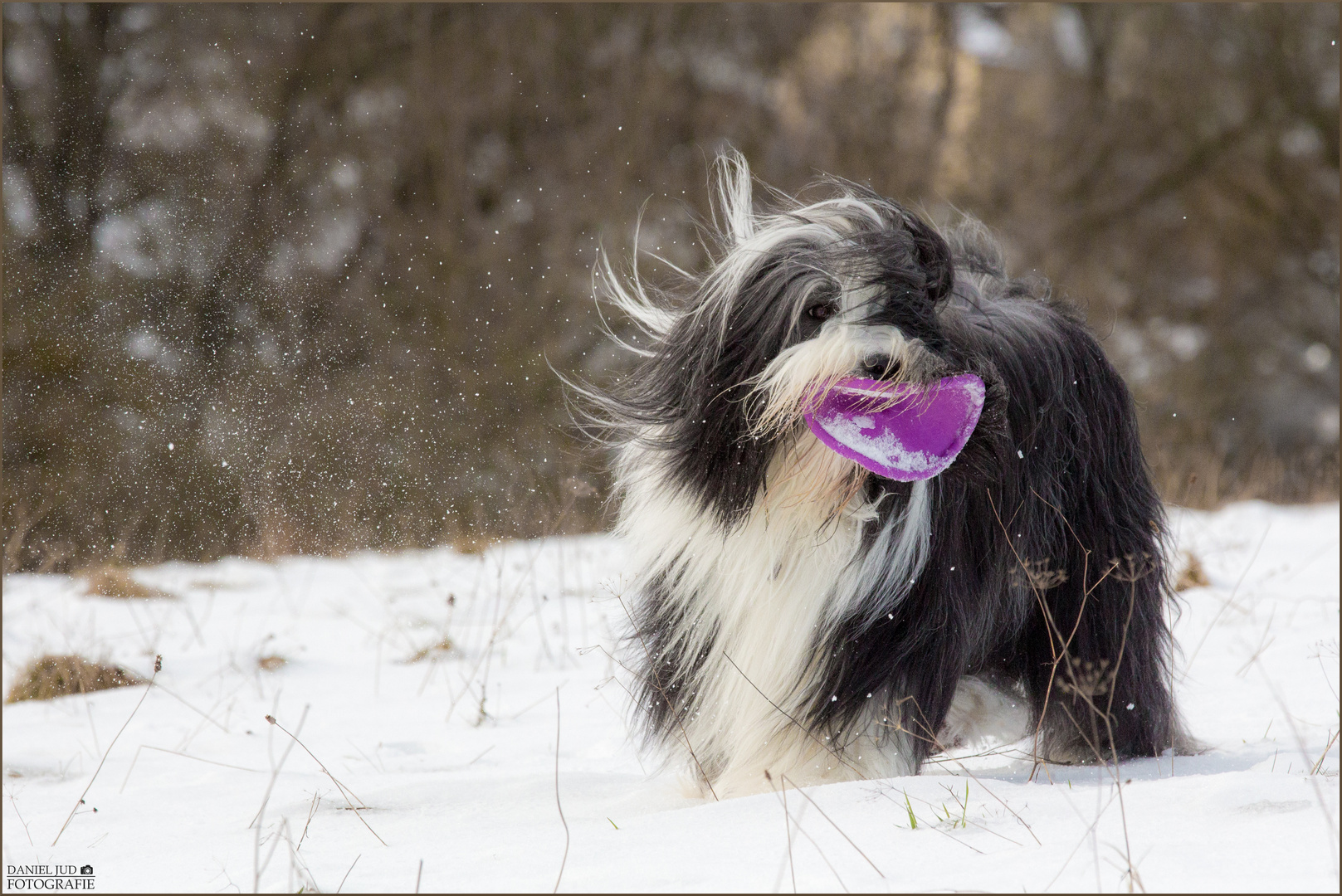 Percy - Bearded Collie