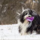 Percy - Bearded Collie
