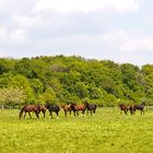 Perde auf der Koppel