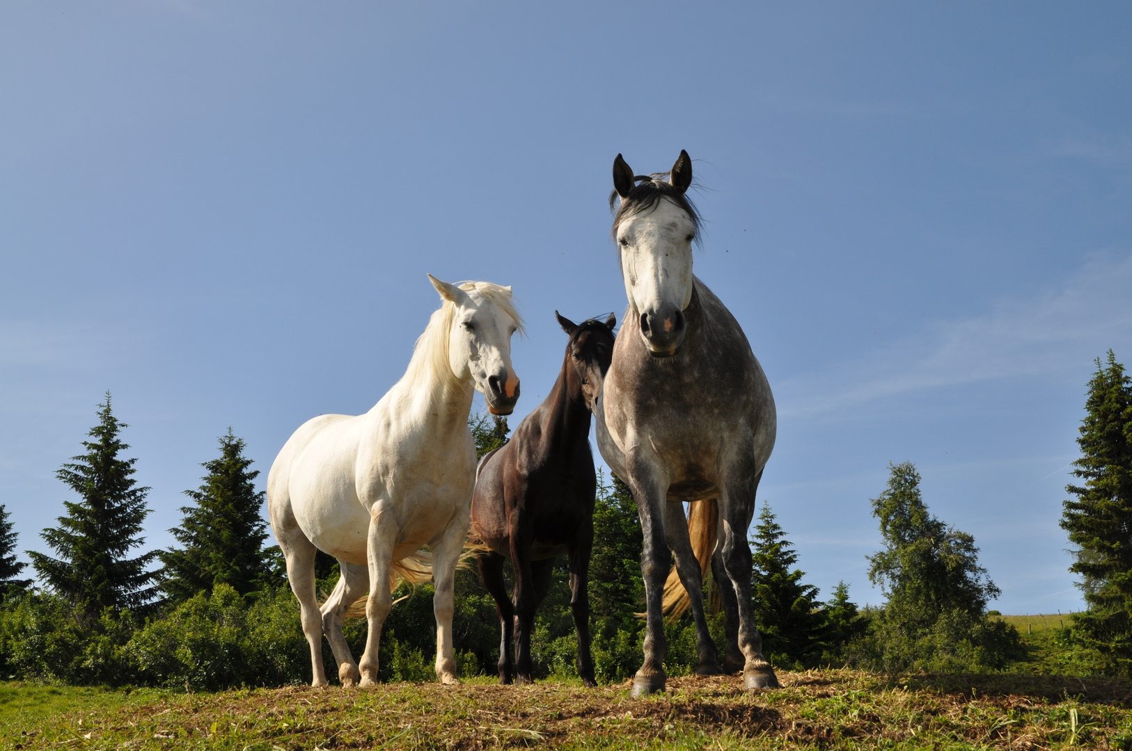 Perde auf der Seiser Alm