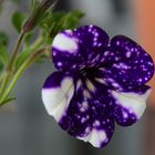 Perdersi nel cielo...in un fiore