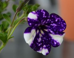 Perdersi nel cielo...in un fiore