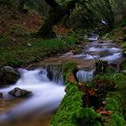 PERDIDO EN EL BOSQUE