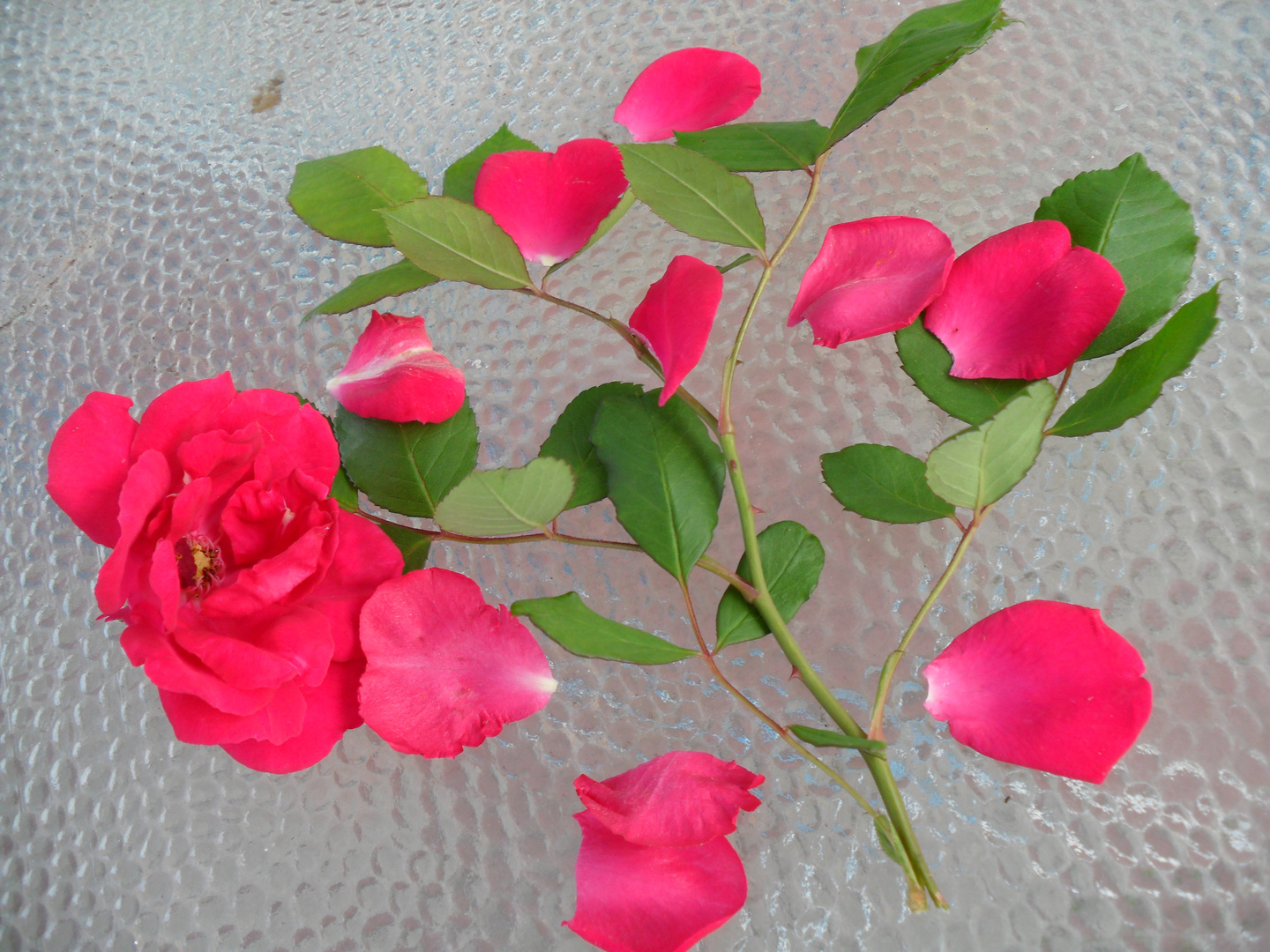 PERDIENDO SUS PETALOS