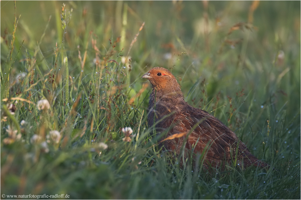 ~Perdix perdix~