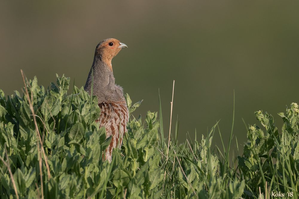 Perdix perdix