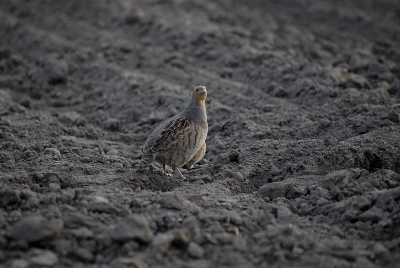 Perdix perdix juv.