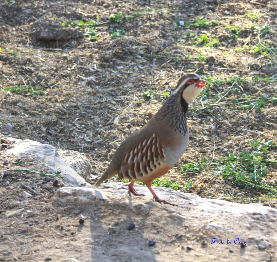 PERDIZ CANTADO