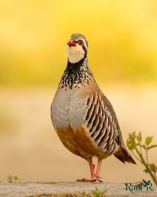 Perdiz - red-legged