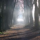 Perdu dans la forêt.