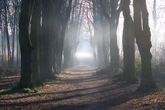 Perdu dans la forêt.