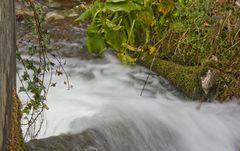 perdu dans la forêt !!