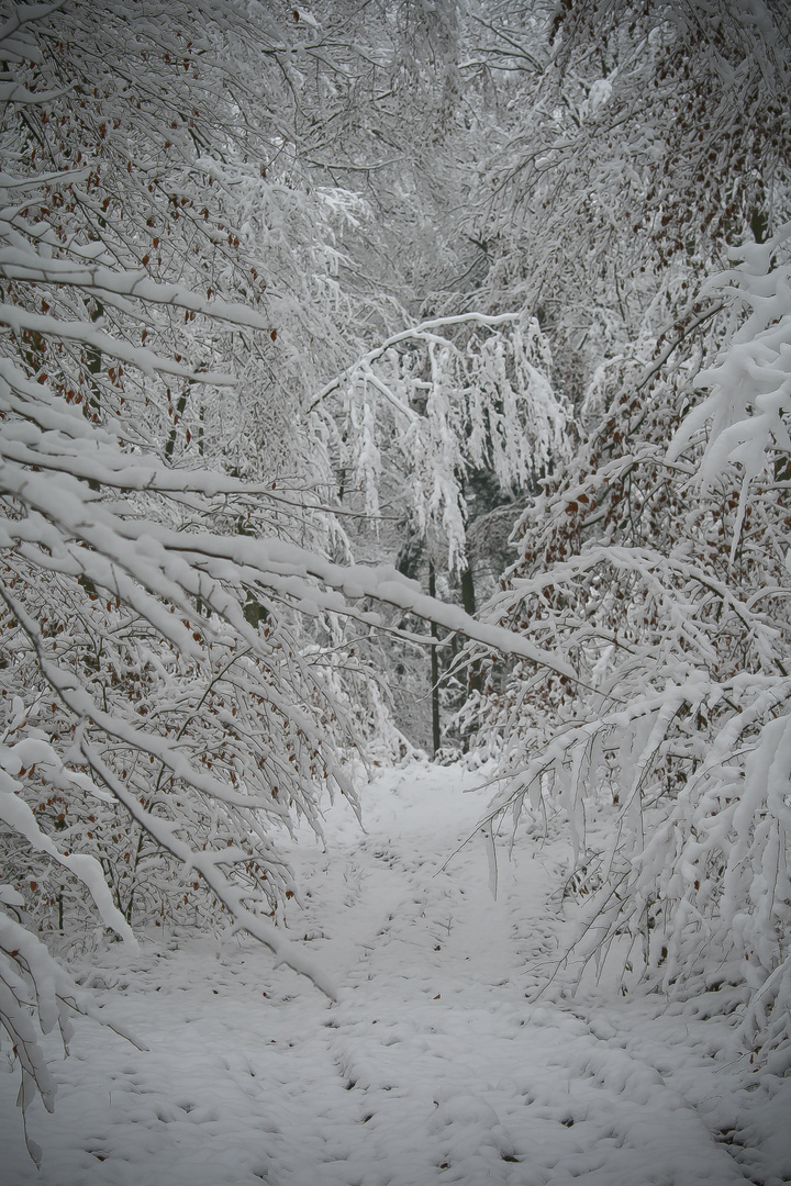 Perdu dans la forêt blanche