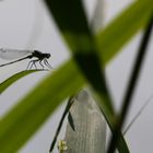 Perdu dans la jungle