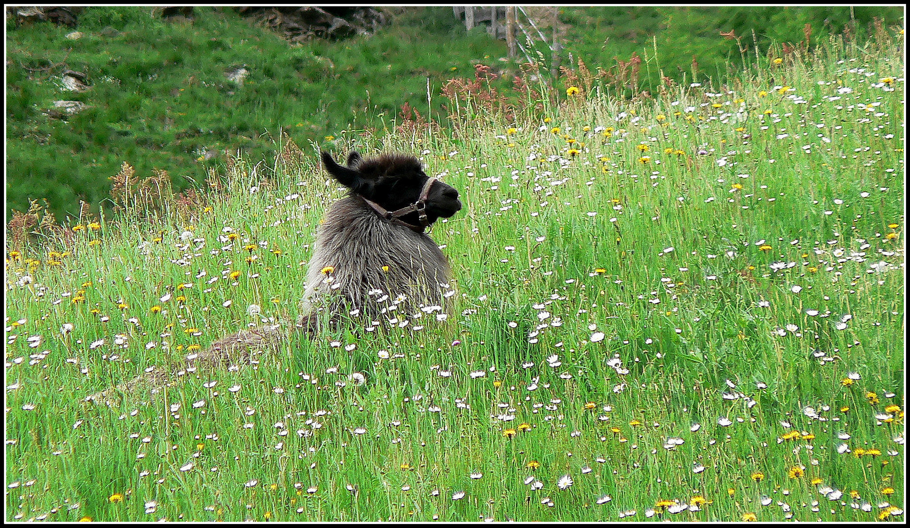 perdu dans les fleurs