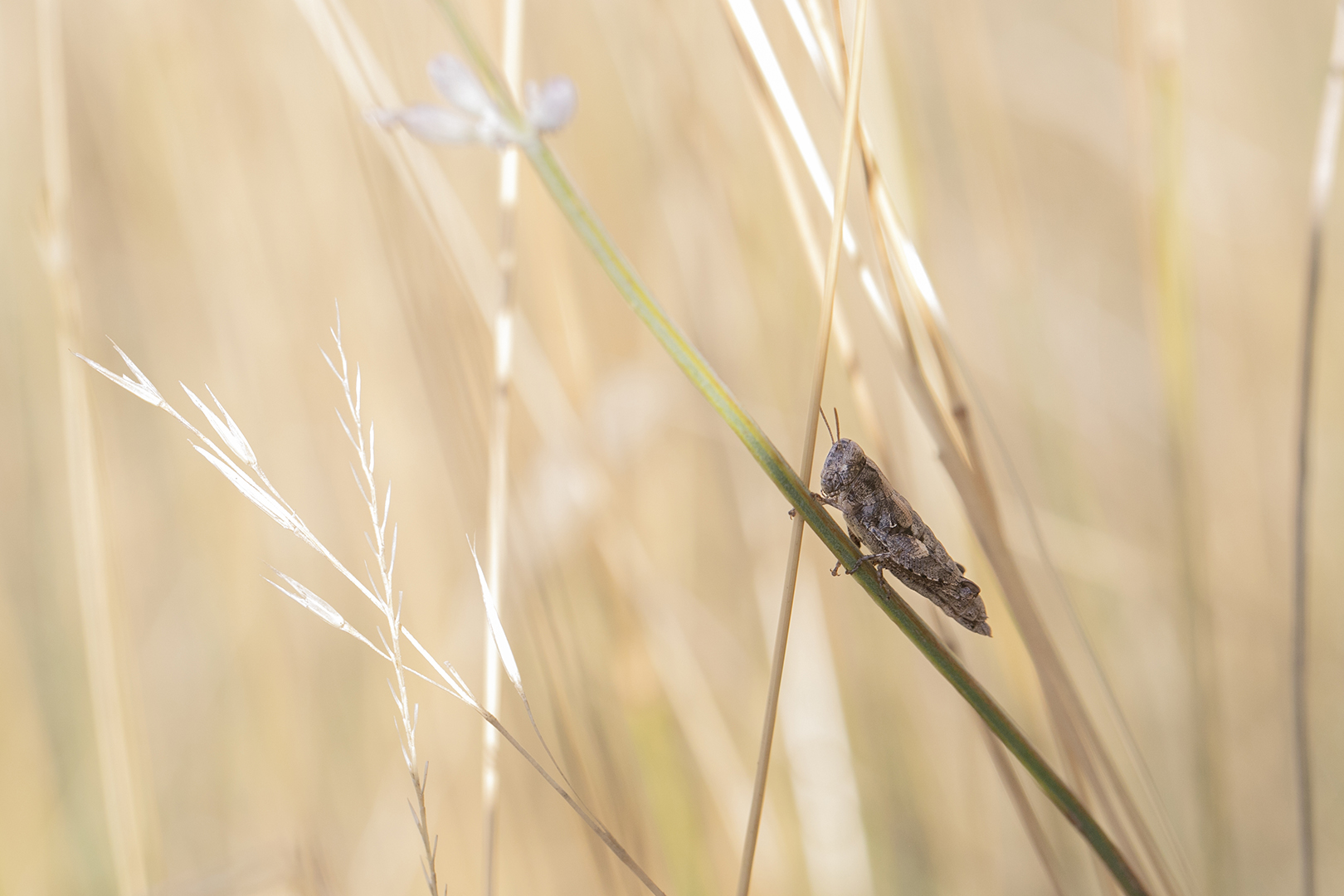 Perdu dans l'été brulant