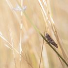 Perdu dans l'été brulant